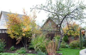 Как обеспечить защиту деревьев и кустарников зимой?