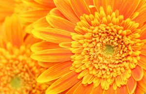 Хризантема зимой как заменитель солнца