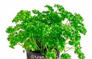 Петрушка как источник витаминов в холодное время года