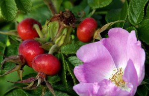 Шиповник – полезный родственник розы