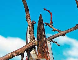 Что осталось успеть в саду в октябре?