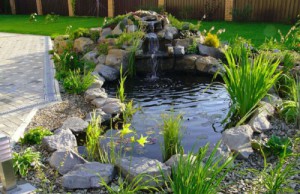 Высадка растения в искусственном пруду