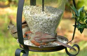 Птицы в саду – польза или вред?