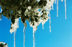 Затапливаемое место в саду и сопутствующие проблемы