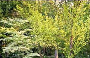 Выгода невысоких деревьев для участка