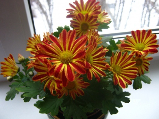 хризантема 2