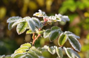 Первые серьезные заморозки в саду