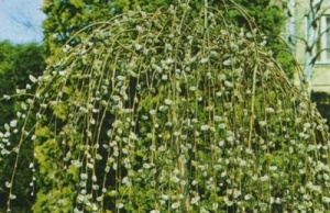 Что посадить в темном, влажном, холодном углу сада?