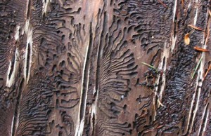 Жук-короед в саду – как вывести?