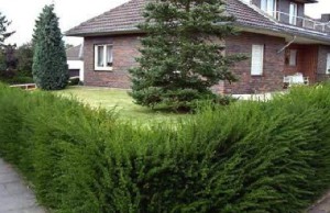 Растения по периметру садового участка