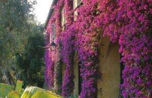 Вьющиеся растения в саду