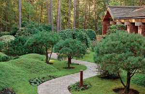 Горная сосна в вашем саду