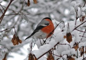 Что делать в саду в холодную пору?