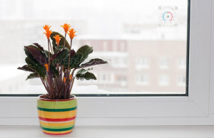 Как компенсировать растениям недостаток света зимой?