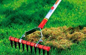 Мульчирование почвы на зиму