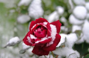 Подготовка цветочных культур к зиме