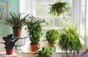 Комнатные цветы и тепло от батарей