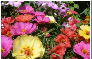 Гелихризум – маленькое лето посреди зимы