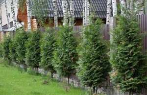 Особенности ухода за хвойными