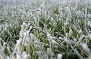 Зима без снега – так ли опасна?