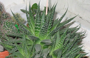 Алоэ: уход за растением в холодную пору