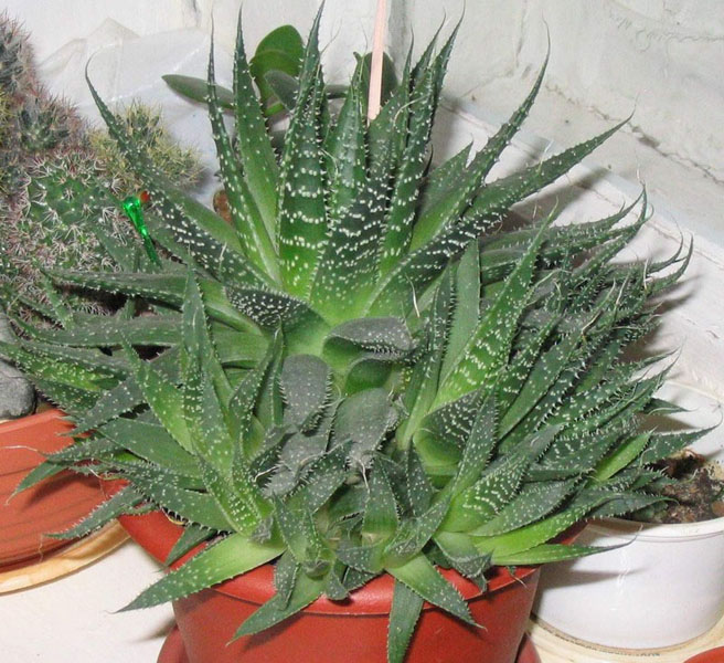 Aloe aristata