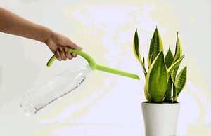 Горшочные растения – насколько сокращать полив зимой?