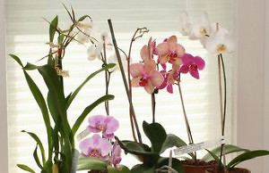 Орхидея – уход за цветком в зимнее время