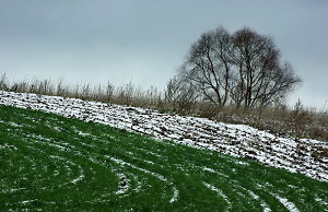Работы в саду при малоснежной зиме