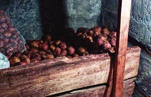 Погреб и подвал – отличия при хранении урожая