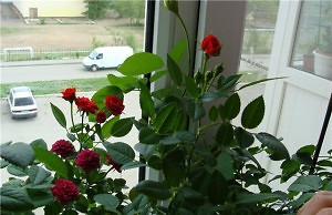 Комнатные розы – как следить за растением зимой?