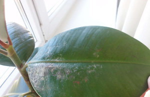 Чистота и другие нюансы содержания растений зимой