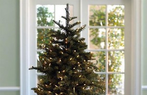 Выращиваем ель в горшке