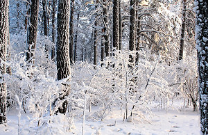 Мест для зимних прогулок становится все меньше