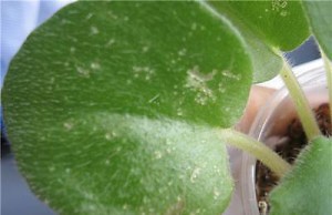 Если в цветах завелась тля