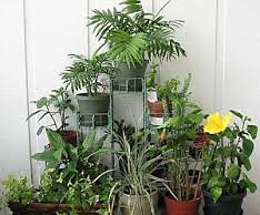 Самые полезные комнатные растения