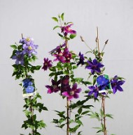 Клематисы – стимулирование цветения путем обрезки