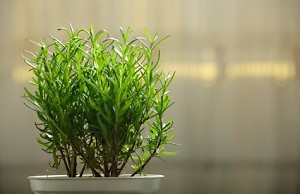 Выращивание розмарина в домашних условиях