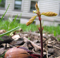 Увлекательная затея – выращивание дуба