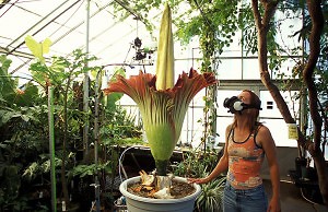 Самое ужасное и прекрасное растение в мире