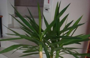 Юкка – одно из самых красивых комнатных растений