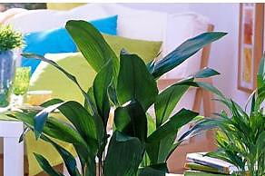 Цветы для темных комнат