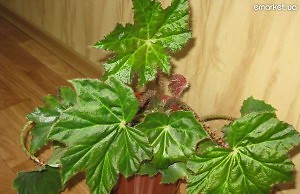 Разнообразная польза от растений в доме