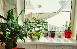 Особенности покупки комнатных цветов зимой