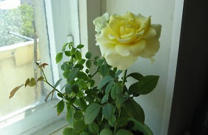 Выращивание высоких роз дома