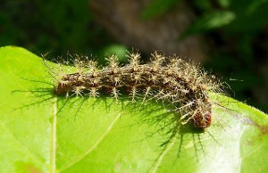 Защита растений от гусениц