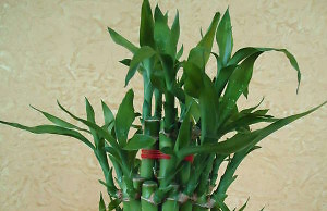 Бамбук счастья – советы по уходу зимой