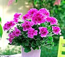 Растения, которые заменят аптеку