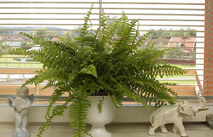 Любителям моды – папоротник в доме