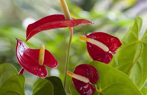 Фламинго – необычное растение в вашем доме